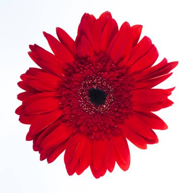 Beyaz arka plan üzerinde güzel kırmızı krizantem.