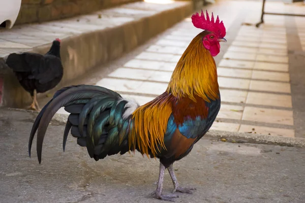 Una polla colorida está caminando en el suelo . — Foto de Stock