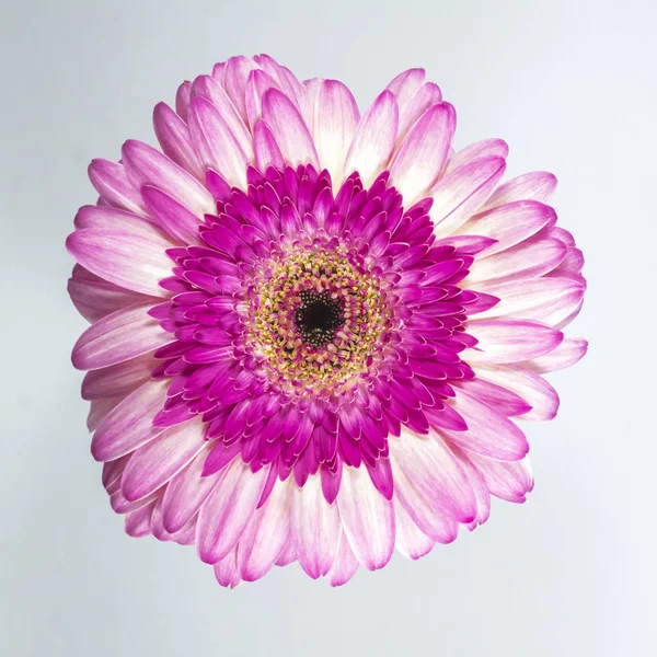 Beautiful pink chrysanthemum on white background.