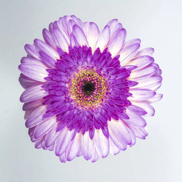 Beautiful purple chrysanthemum on white background.