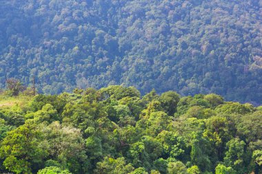 Orman yüksek açılı görünüş