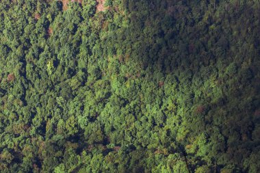 orman ağacı arkaplanı 