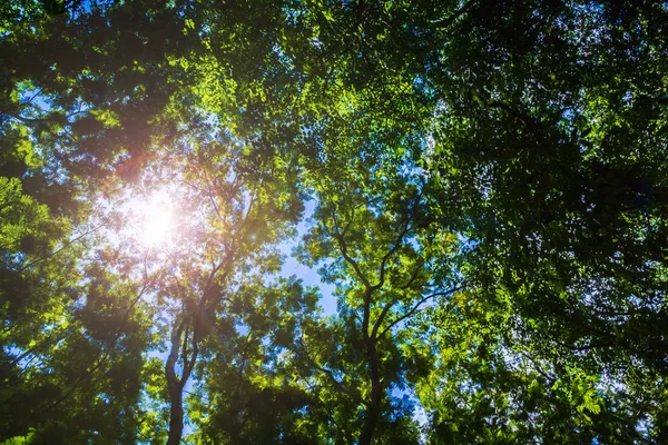 Brillante primavera fondo natural — Foto de Stock