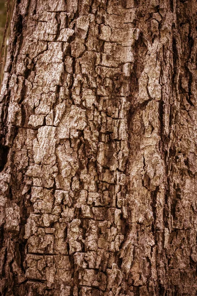 Textura de corteza de árbol —  Fotos de Stock