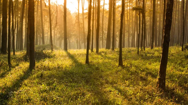 Raio de sol pensamento pinheiros floresta — Fotografia de Stock