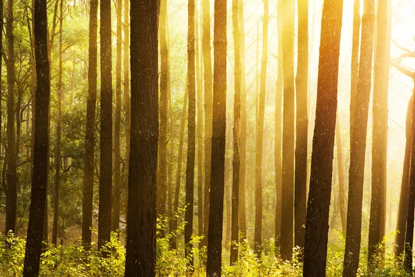 Sunray pensiero pineta foresta — Foto Stock