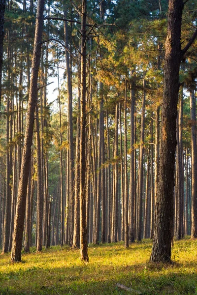 Sunray pensamiento pinos bosque — Foto de Stock