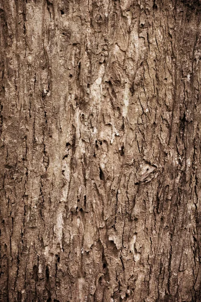 Textura de corteza de árbol —  Fotos de Stock