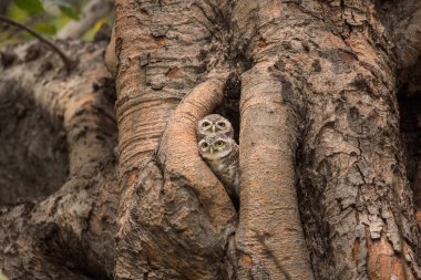 Delik ağaç ev içinde benekli owlet