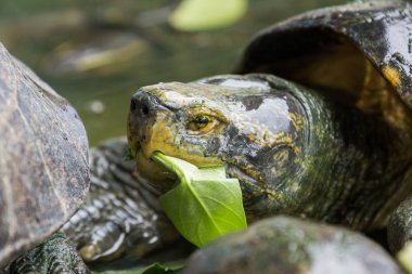 Kaplumbağa yeme sabah zafer