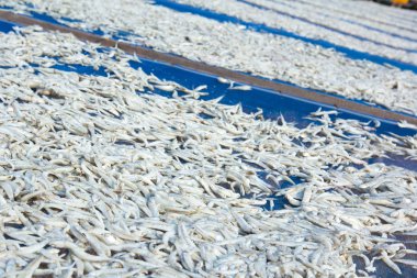 Güneş ışığı altında kurutulmuş küçük çiğ balık