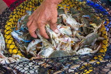 Yengeç sepeti denizden yakalayan
