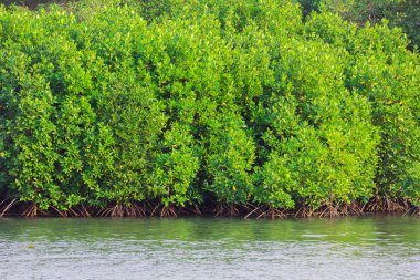 Mangrov ağaçlar deniz boyunca