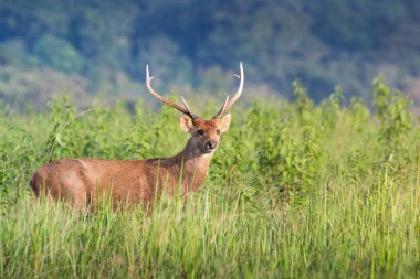 Domuz geyiği sahada