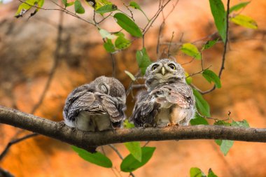 Benekli owlet ağaç üzerinde