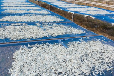Güneş ışığı altında kurutulmuş küçük çiğ balık