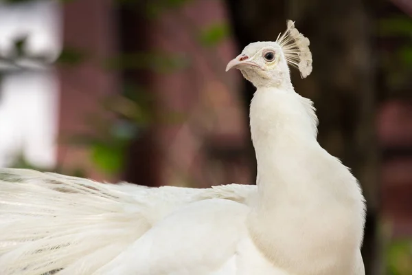 Cabeza blanco pavo real — Foto de Stock