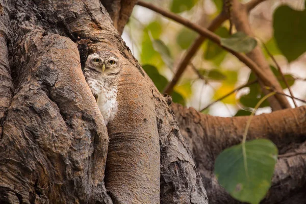 Chouette tachetée dans un arbre de trou comme maison — Photo