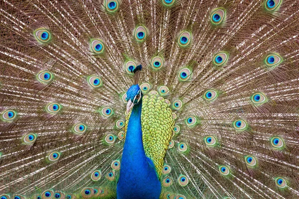 Peacock s peřím ven — Stock fotografie