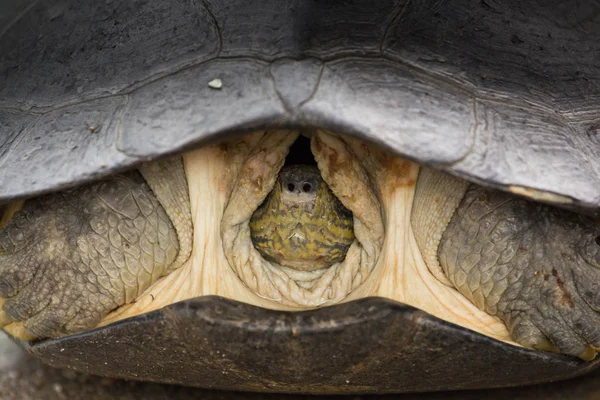 Head Turtle inside shell