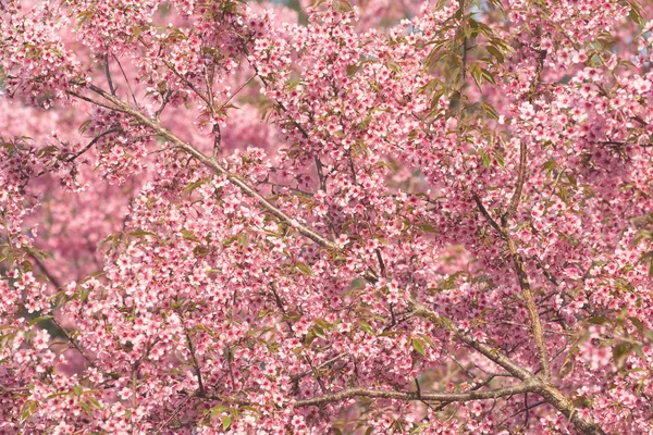 Beautiful pink Sakura flower blooming background — Stock Photo, Image
