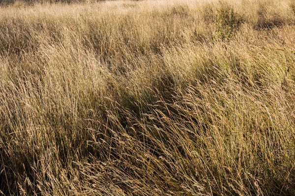 Campo de hierba tono marrón — Foto de Stock