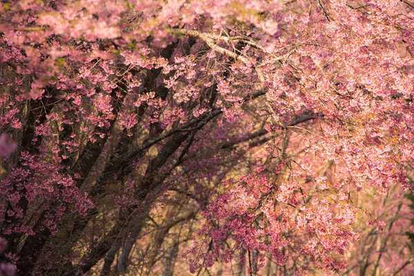 ピンクの桜の花の咲くの背景に美しい — ストック写真