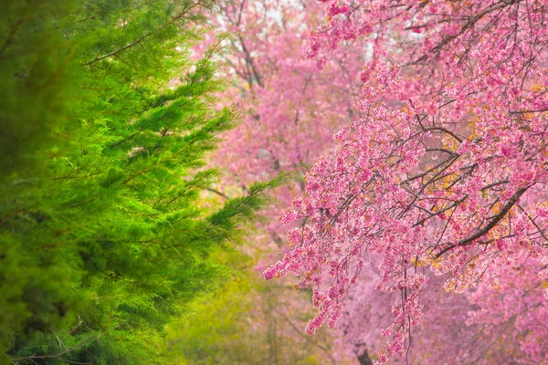 Hermoso rosa Sakura flor flor de fondo — Foto de Stock