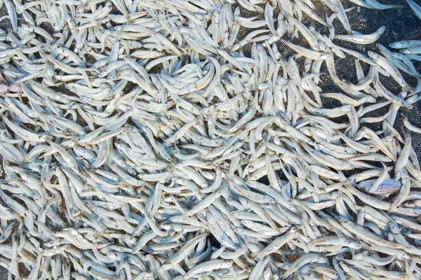 Small salted fish dried under the sunlight — Stock Photo, Image