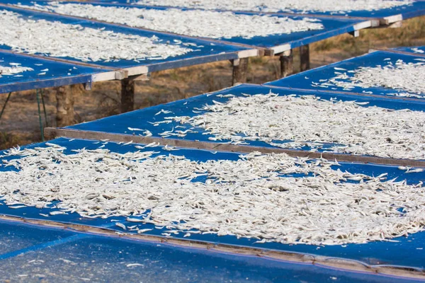 日光の下で乾燥させた小魚の塩漬け — ストック写真