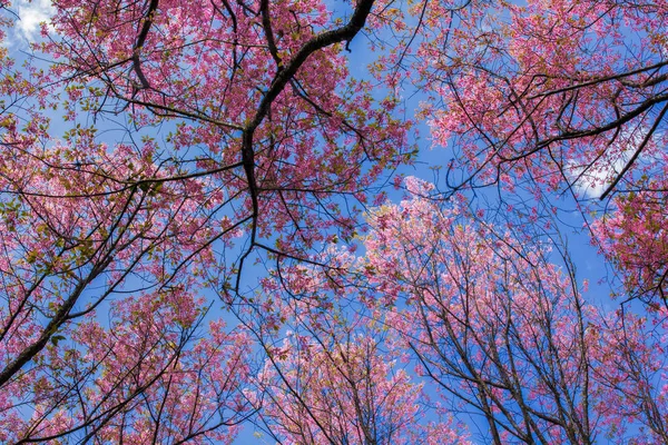 Piękne różowe Sakura kwiat kwitnący tło — Zdjęcie stockowe
