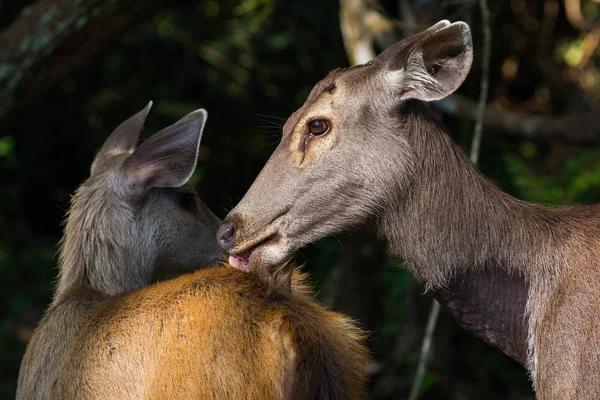 Dişi geyik kokusu ve diğer geyik yalamak — Stok fotoğraf