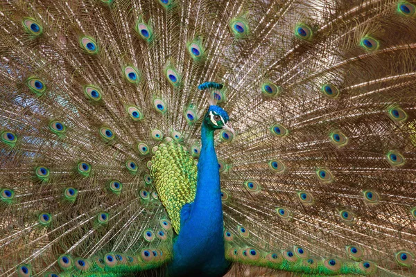 Peacock s peřím ven — Stock fotografie