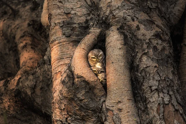 Benekli owlet ağaç üzerinde