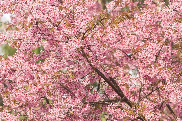 Hermoso rosa Sakura flor flor de fondo — Foto de Stock