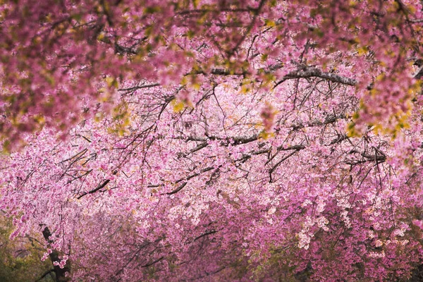 Hermoso rosa Sakura flor flor de fondo — Foto de Stock