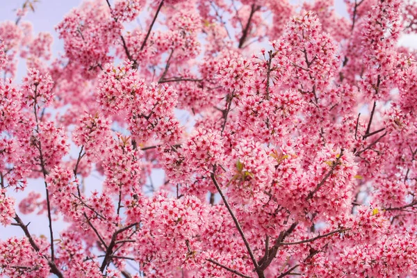 Beautiful pink Sakura flower blooming — Stock Photo, Image