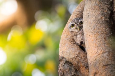 Benekli owlet onların ev kutsal ağaçta doğada canlı 