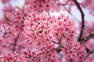 Güzel pembe Sakura çiçek çiçeklenme