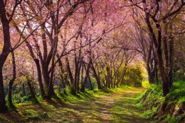kiraz çiçeği pembe sakura Tayland ve önde gelen bir patika