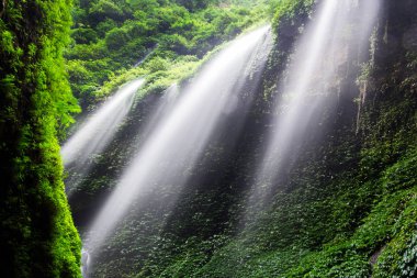 Madakaripura şelale-derin orman şelale