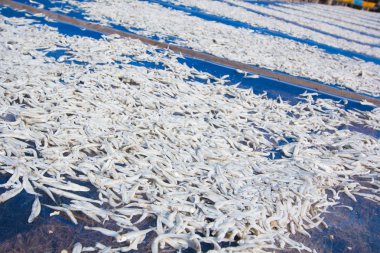 Güneş ışığı altında kurutulmuş küçük çiğ balık