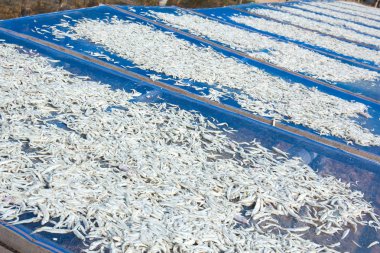 Güneş ışığı altında kurutulmuş küçük çiğ balık