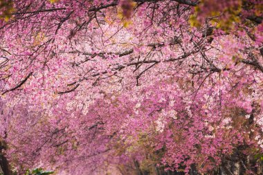 Güzel pembe Sakura çiçek çiçek açan bir arka plan