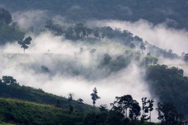 Tropikal yağmur ormanları ve dağ manzarası
