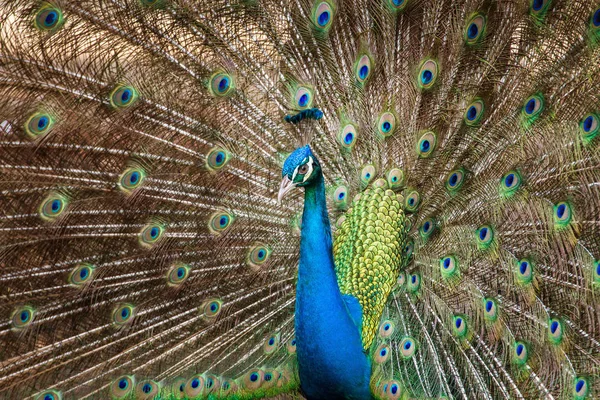Peacock s peřím ven — Stock fotografie