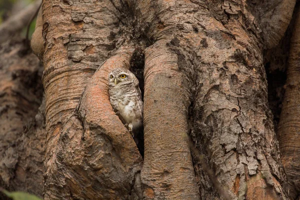 Chouette tachetée vivent dans leur maison arbre creux nature — Photo