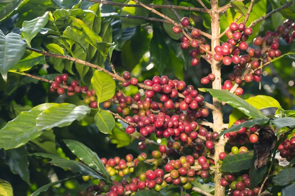 kahve çekirdekleri çiftlik ağaç üzerinde