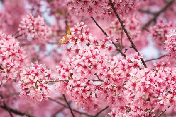 Beautiful pink Sakura flower blooming — Stock Photo, Image