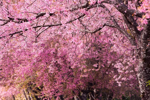 Hermosa flor rosa Sakura floreciendo — Foto de Stock